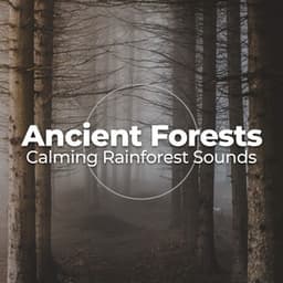Ancient Forests - Calming Rainforest Sounds