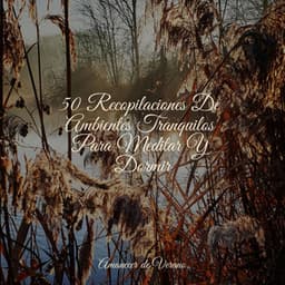 50 Recopilaciones De Ambientes Tranquilos Para Meditar Y Dormir - Música a Relajarse