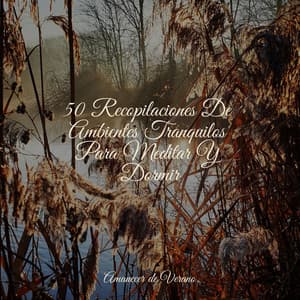 50 Recopilaciones De Ambientes Tranquilos Para Meditar Y Dormir - Música a Relajarse