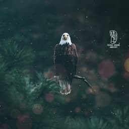 Path of the Eagle: Native American Soul Exploration and Journeying - Tribal Drums Ambient