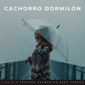 Cachorro Dormilón: Lluvia Y Truenos Calmantes Para Perros - Trueno Tropical