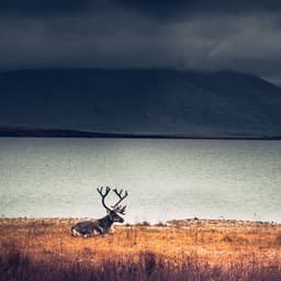 Buddhist Meditation Masterpieces - Spa Relaxation & Spa