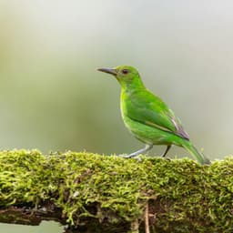 1 Fresh Mind: Eyes Forward - Yoga Music