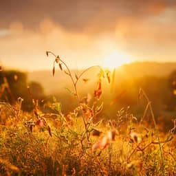 Orquesta Sinfónica: Tonos Musicales Calmantes - Jose Garcia