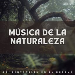 Música de la Naturaleza: Concentración en el Bosque - Efectos especiales del bosque