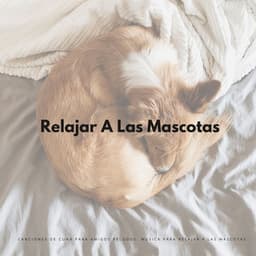 Canciones De Cuna Para Amigos Peludos: Música Para Relajar A Las Mascotas - Estado de distracción