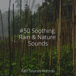 #50 Soothing Rain & Nature Sounds - Musica Para Estudiar Academy