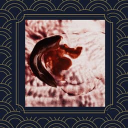 Jazz Guitar Solo - Bgm for Thoughtful Afternoons - Playlist Música para Dormir