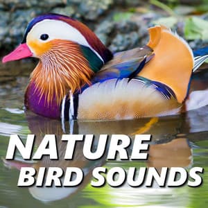 Nature Bird Sounds - Nature Bird Sounds