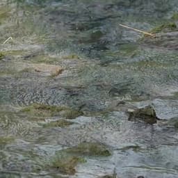 Meditation Harmony: Stream of Balance - Rainforest Meditations