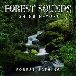 Forest Sounds: Shinrin-Yoku , Use Forest Bathing for Immune Boosting, A Serene Forest Bath Accompanied by Gentle Ambient Tones - Joshua Forest
