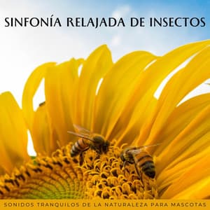 Sinfonía Relajada De Insectos: Sonidos Tranquilos De La Naturaleza Para Mascotas - Mejores Sonidos ASMR