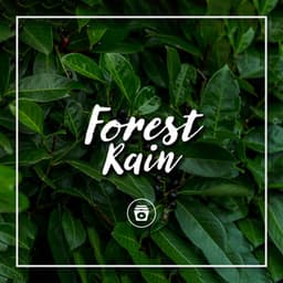 Forest Rain - 24H Rain Sounds