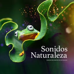 Sonidos Naturaleza - Sonidos Relajantes de Naturaleza