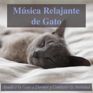 Música Relajante de Gato: Ayuda a Tu Gato a Dormir y Combatir la Ansiedad - RelaxMyCat