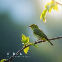 Birds in the Morning Light - Relaxation Meditation Songs Divine