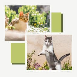 Music for My Quiet Cats - Jazz Quintet - Calm Music for Cats