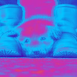 Music for Lazy Hound - Elegant Jazz Quintet - Jazz for Dogs