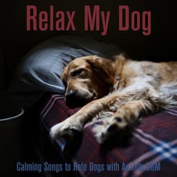 Relax My Dog: Calming Songs to Help Dogs with Anxiety BGM - Relaxmydog