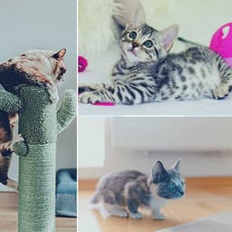 Backdrop for Classic with Cats - Soothing Cat Music