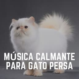 Música Calmante para Gato Persa - Musica para Gatos