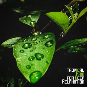 Tropical Rain for Deep Relaxation - Natural Zen Meditation White Noise