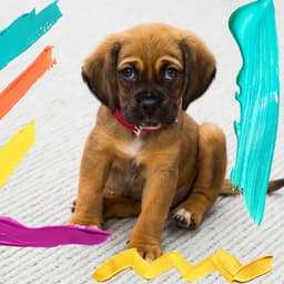 Backdrop for Chilling Dogs - Mandolin Chill Out - Sleepy Pets