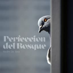 Perfección del Bosque - Sonidos De Aves