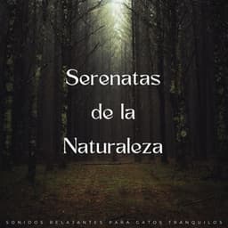 Serenatas De La Naturaleza: Sonidos Relajantes Para Gatos Tranquilos - Descansar Musica