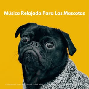 Compañeros De La Naturaleza: Sonidos De La Naturaleza Y Música Relajada Para Las Mascotas - Sonidos Naturaleza