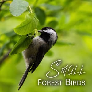 Small Forest Birds: Feel Positive Emotions, Reduce Stress, Increase Productivity - Calm Singing Birds Zone