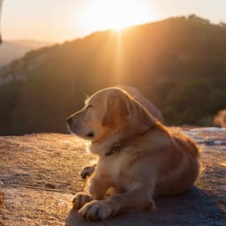 Música Para La Comodidad Canina: Melodías Del Día Del Perro - Felicidad básica