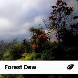Forest Dew - Worldwide Nature Studios