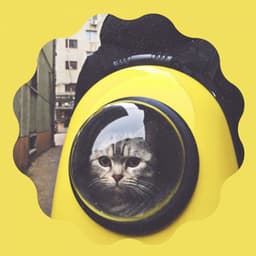 Music for Afternoon Cats - Calm Music for Cats