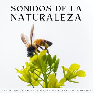 Sonidos De La Naturaleza: Meditando En El Bosque De Insectos Y Piano - Grabaciones relajantes de la Naturaleza