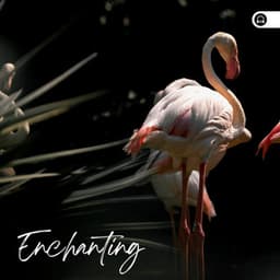 Enchanting - Nature Sound Collection