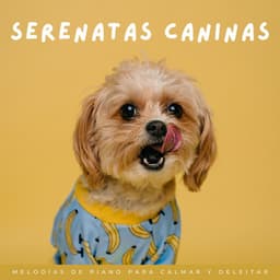 Serenatas Caninas: Melodías De Piano Para Calmar Y Deleitar - Relajación Piano