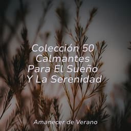 Colección 50 Calmantes Para El Sueño Y La Serenidad - Musica de Piano Escuela