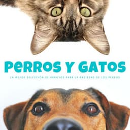 Perros Y Gatos: La Mejor Selección De Arroyos Para La Ansiedad De Los Perros - Música Pura Para Perros