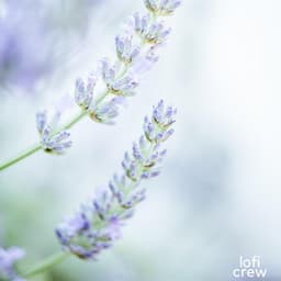 Cool Lofi For Focus - Study Zone