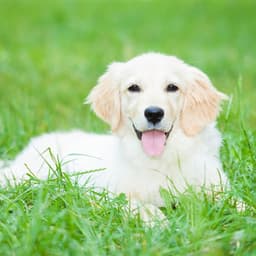 Pawsome Ambient Serenade: Rain Tunes for Peaceful Dog Moments - Peaceful Music