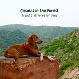 Cicadas in the Forest: Insect Chill Tunes for Dogs - Relating Noises