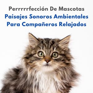 Perrrrrfección De Mascotas: Paisajes Sonoros Ambientales Para Compañeros Relajados - Música de mascotas relajante