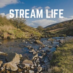 Stream Life - Babbling Brook