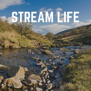 Stream Life - Babbling Brook