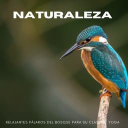 Naturaleza: Relajantes Pájaros Del Bosque Para Su Clase De Yoga - Bosque Tropical