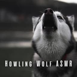 Howling Wolf ASMR - ASMR Anonymous