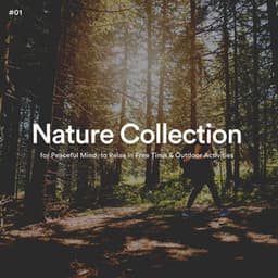 #01 Nature Collection for Peaceful Mind, to Relax in Free Time & Outdoor Activities - The Nature Soundscapes
