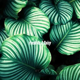 Fresh As A Daisy - Sunday Morning Jazz