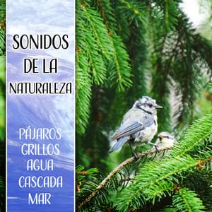Sonidos de la Naturaleza - Massagem Música